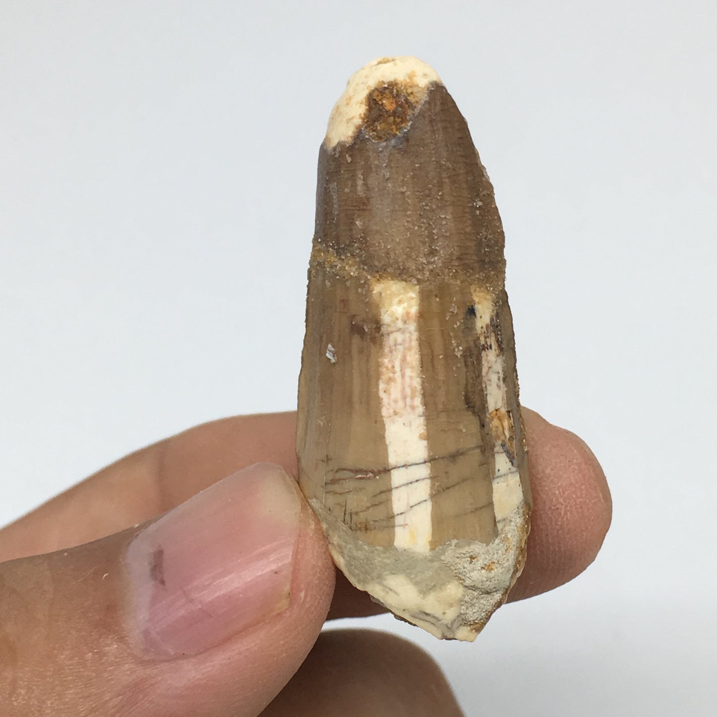 8g,1.6"X 0.7"x 0.6" Rare Natural Small Fossils Spinosaurus Tooth @Morocco,F222