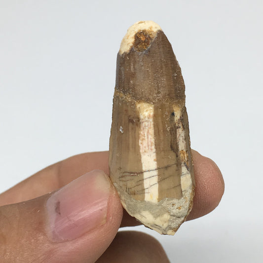 8g,1.6"X 0.7"x 0.6" Rare Natural Small Fossils Spinosaurus Tooth @Morocco,F222