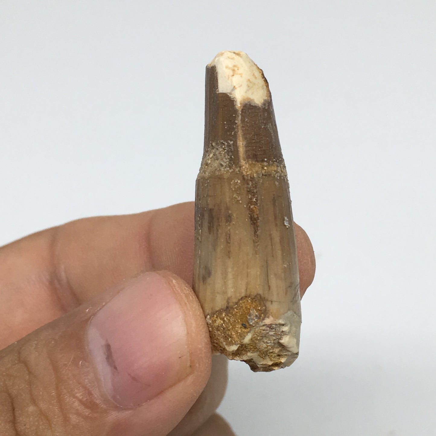 8g,1.6"X 0.7"x 0.6" Rare Natural Small Fossils Spinosaurus Tooth @Morocco,F222