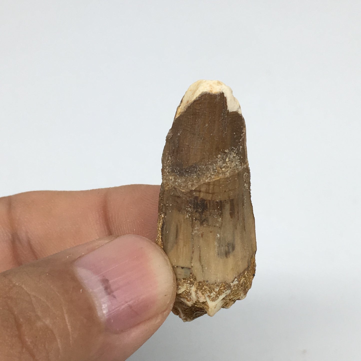 8g,1.6"X 0.7"x 0.6" Rare Natural Small Fossils Spinosaurus Tooth @Morocco,F222