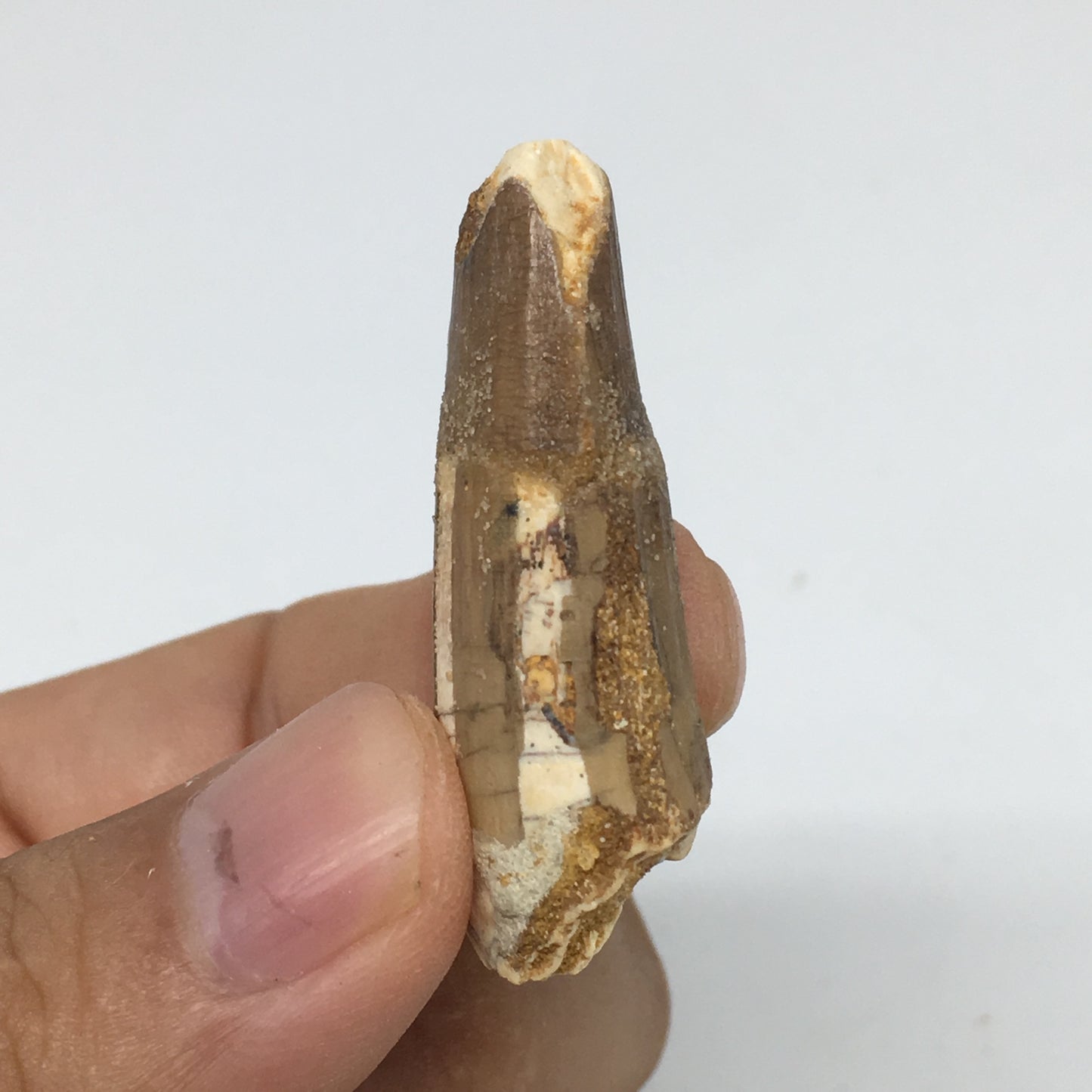 8g,1.6"X 0.7"x 0.6" Rare Natural Small Fossils Spinosaurus Tooth @Morocco,F222