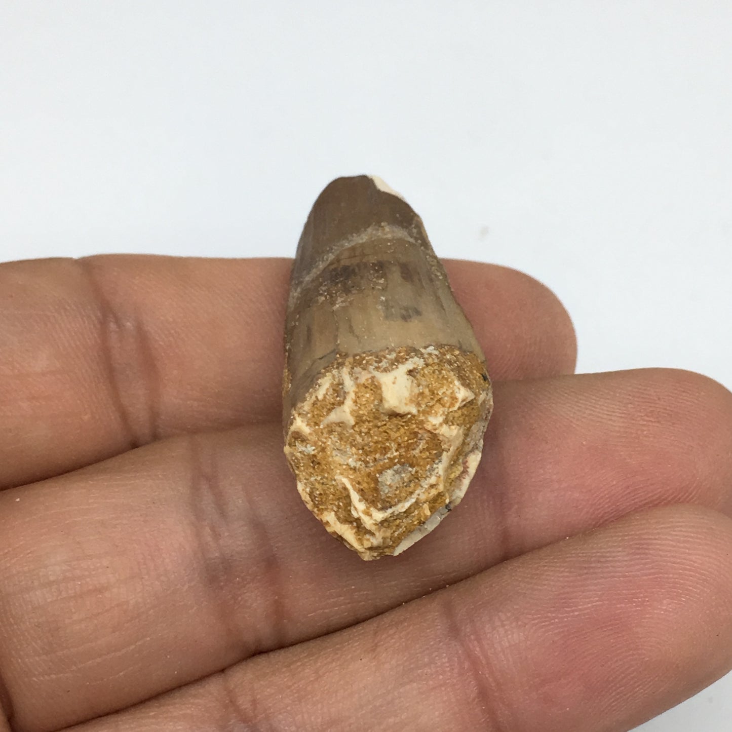 8g,1.6"X 0.7"x 0.6" Rare Natural Small Fossils Spinosaurus Tooth @Morocco,F222