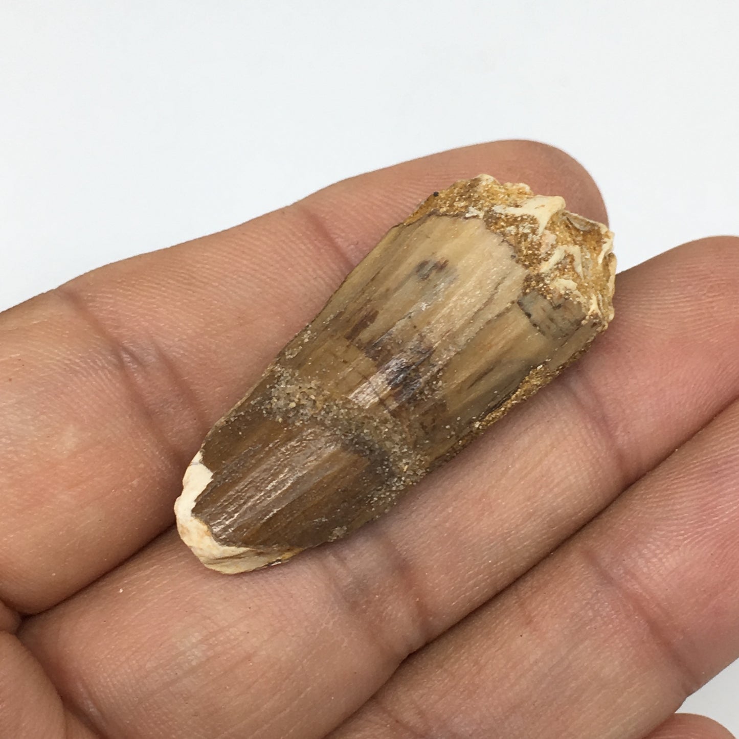8g,1.6"X 0.7"x 0.6" Rare Natural Small Fossils Spinosaurus Tooth @Morocco,F222