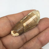 8g,1.6"X 0.7"x 0.6" Rare Natural Small Fossils Spinosaurus Tooth @Morocco,F222