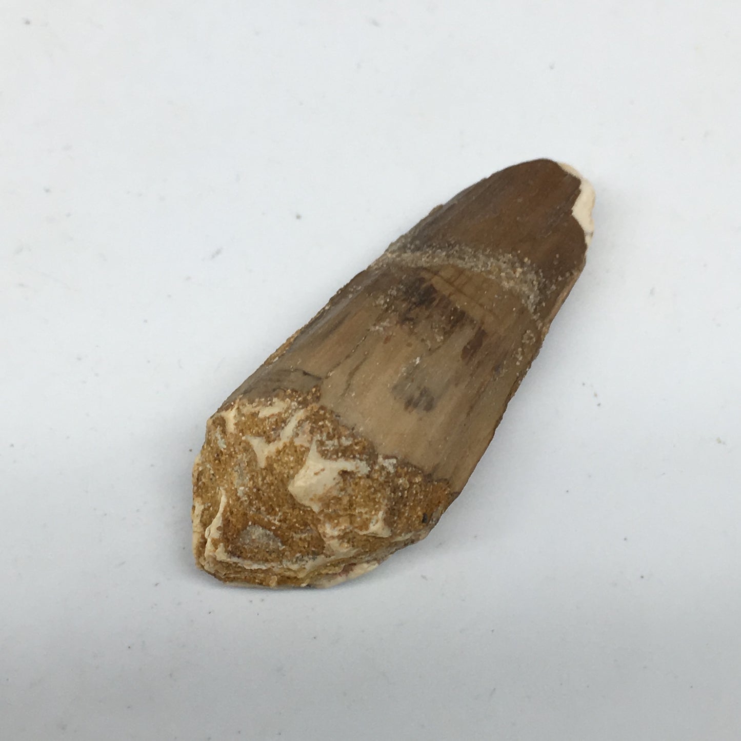 8g,1.6"X 0.7"x 0.6" Rare Natural Small Fossils Spinosaurus Tooth @Morocco,F222