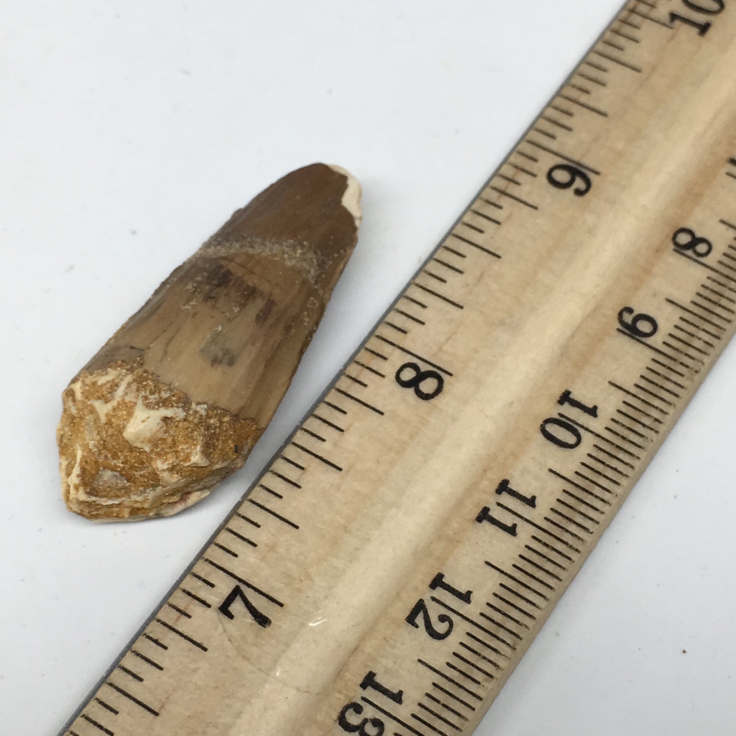 8g,1.6"X 0.7"x 0.6" Rare Natural Small Fossils Spinosaurus Tooth @Morocco,F222