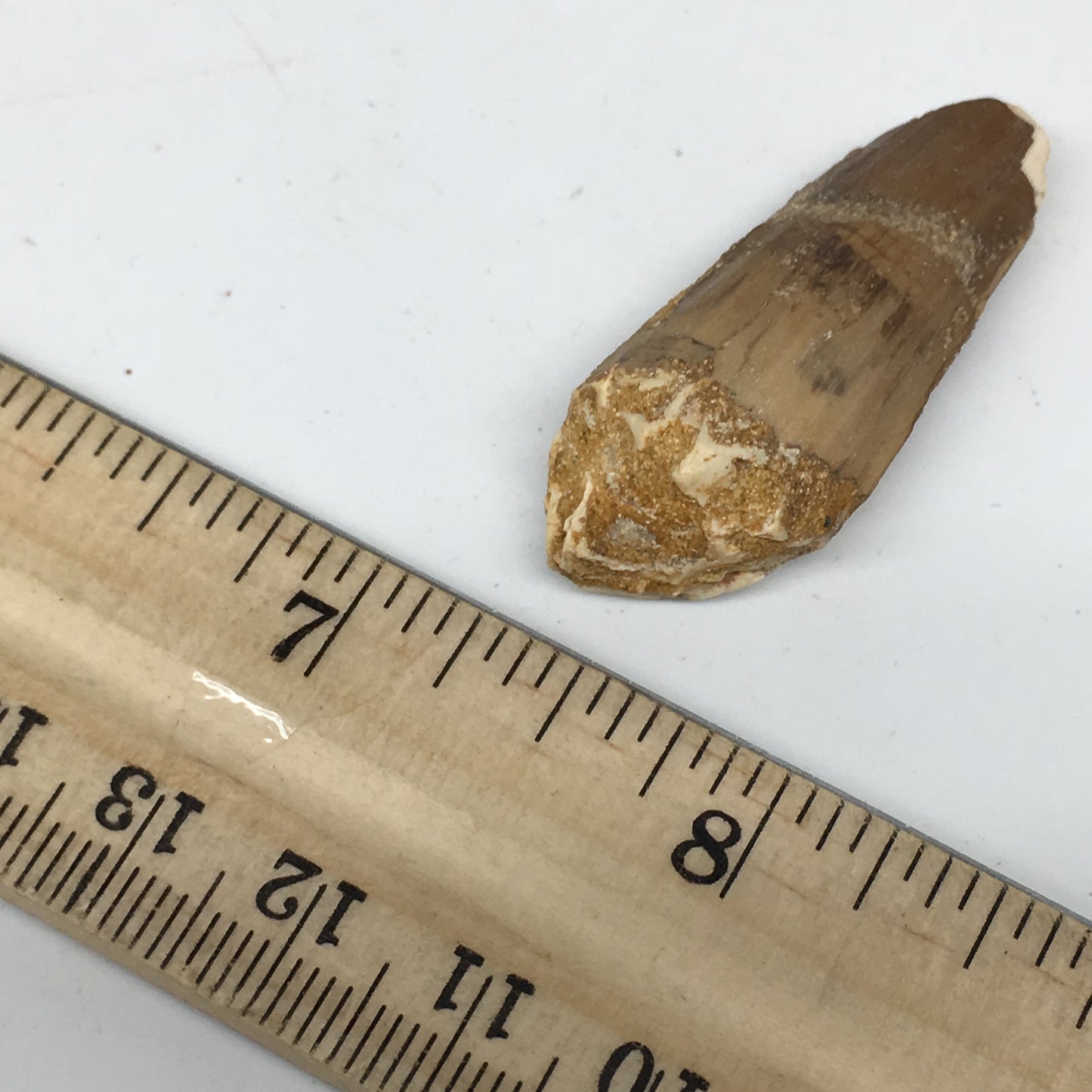 8g,1.6"X 0.7"x 0.6" Rare Natural Small Fossils Spinosaurus Tooth @Morocco,F222