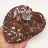 2pcs,6.25"x5.2" Ammonite Fossils Heart Plates Dishes Red Marble @Morocco,MF1360