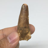 8.1g,1.8"X 0.7"x 0.5" Rare Natural Small Fossils Spinosaurus Tooth @Morocco,F228