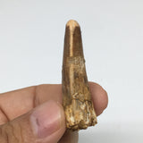 8.1g,1.8"X 0.7"x 0.5" Rare Natural Small Fossils Spinosaurus Tooth @Morocco,F228