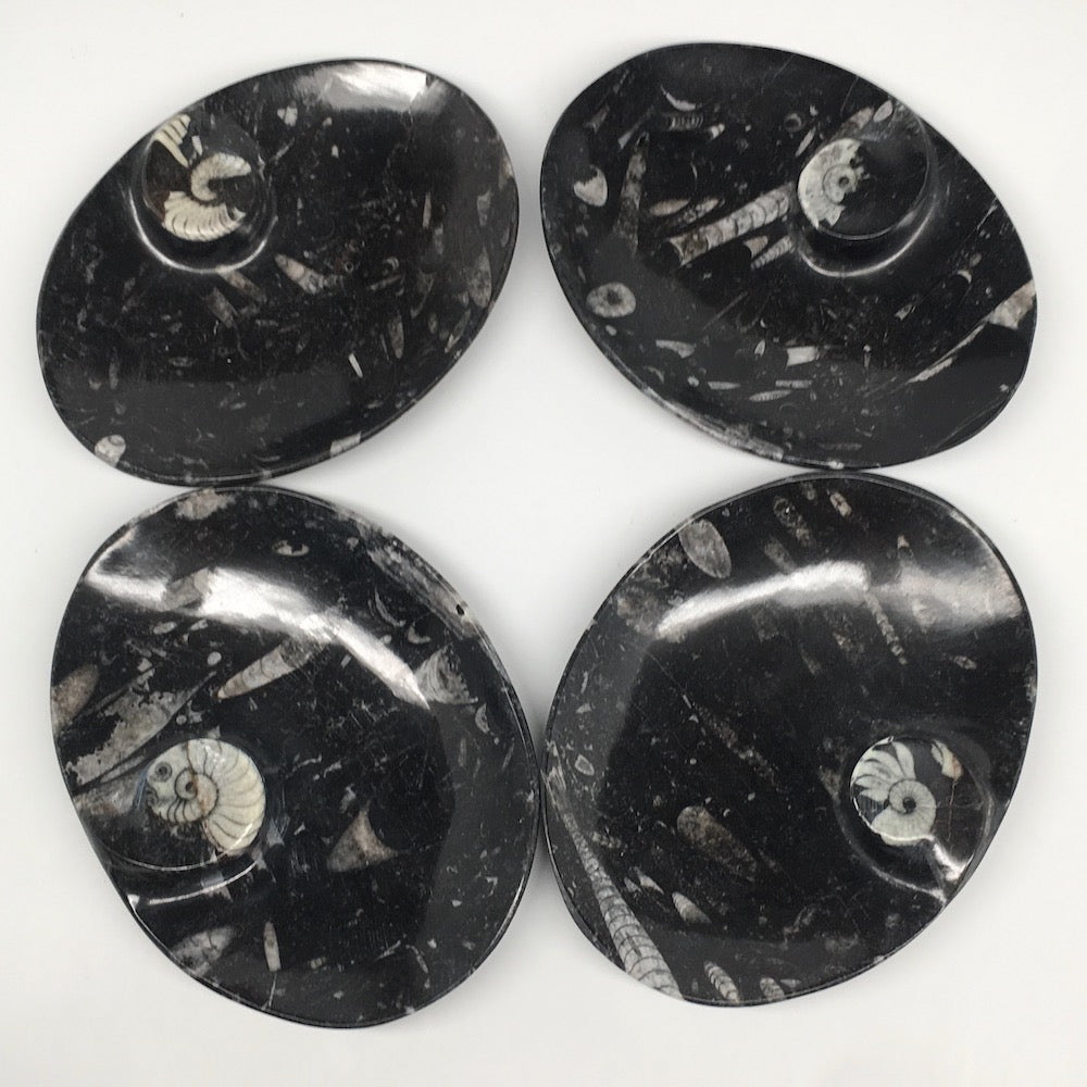 4pcs,6.25"x4.75"x5mm Oval Fossils Orthoceras Ammonite Bowls Dishes,Black, MF1367