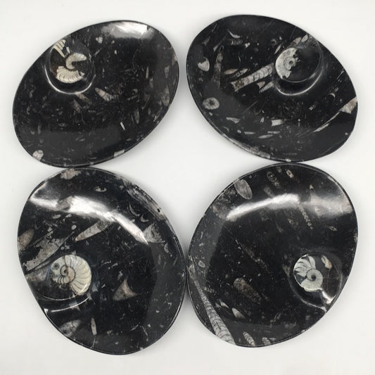 4pcs,6.25"x4.75"x5mm Oval Fossils Orthoceras Ammonite Bowls Dishes,Black, MF1367