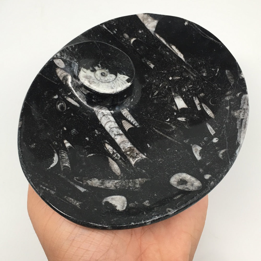 4pcs,6.25"x4.75"x5mm Oval Fossils Orthoceras Ammonite Bowls Dishes,Black, MF1367