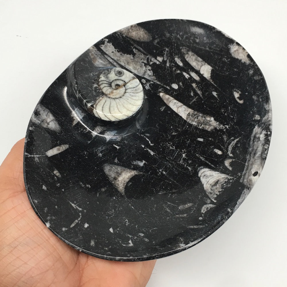 4pcs,6.25"x4.75"x5mm Oval Fossils Orthoceras Ammonite Bowls Dishes,Black, MF1367