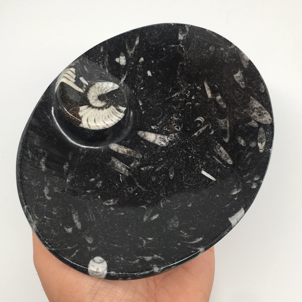 4pcs,6.25"x4.75"x5mm Oval Fossils Orthoceras Ammonite Bowls Dishes,Black, MF1367