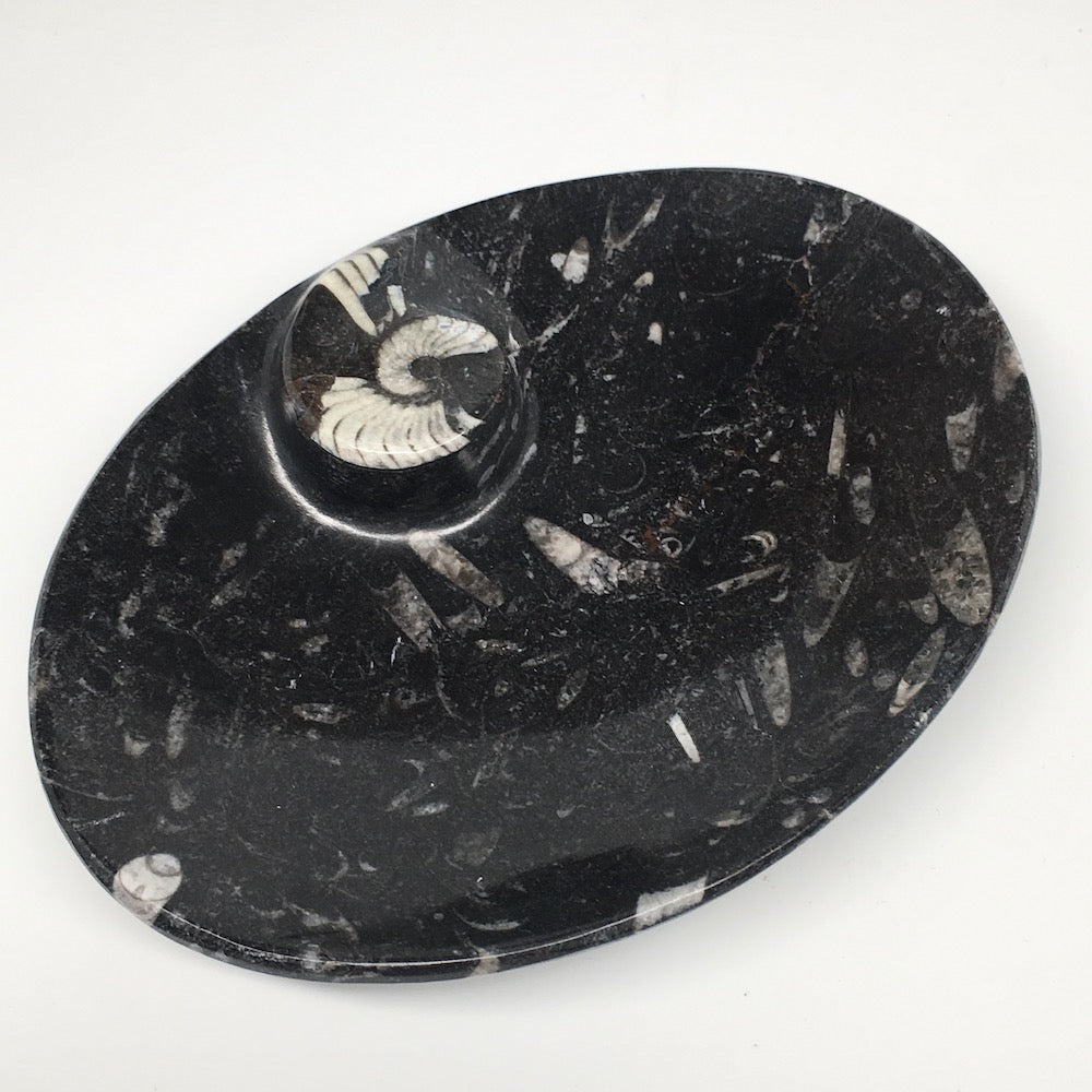 4pcs,6.25"x4.75"x5mm Oval Fossils Orthoceras Ammonite Bowls Dishes,Black, MF1367