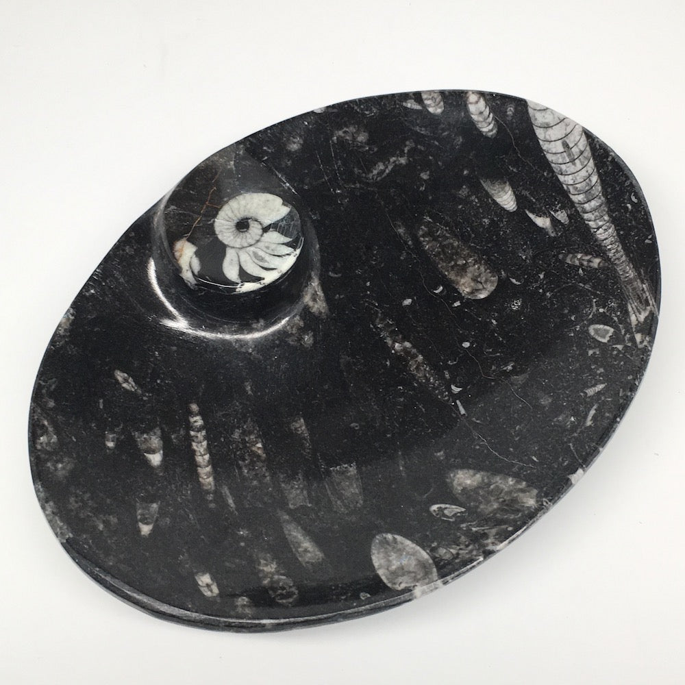 4pcs,6.25"x4.75"x5mm Oval Fossils Orthoceras Ammonite Bowls Dishes,Black, MF1367