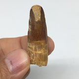 6.9g,1.5"X 0.6"x 0.5" Rare Natural Small Fossils Spinosaurus Tooth @Morocco,F237