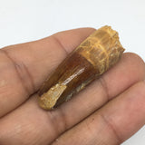 6.9g,1.5"X 0.6"x 0.5" Rare Natural Small Fossils Spinosaurus Tooth @Morocco,F237