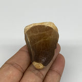 37.4g,1.7"X1.3"x1" Fossil Mosasaur Tooth reptiles, Cretaceous @Morocco,B12836