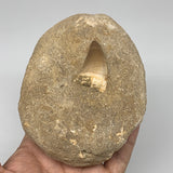 472g,4.7"X3.6"x1.7" Original Genuine Fossil Mosasaur Tooth on Matrix, F1380