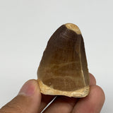 37.4g,1.7"X1.3"x1" Fossil Mosasaur Tooth reptiles, Cretaceous @Morocco,B12836
