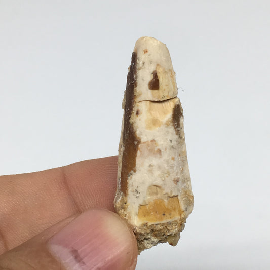 6.4g,1.6"X 0.6"x 0.5" Rare Natural Small Fossils Spinosaurus Tooth @Morocco,F242