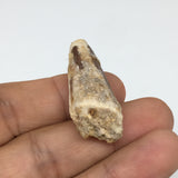 6.4g,1.6"X 0.6"x 0.5" Rare Natural Small Fossils Spinosaurus Tooth @Morocco,F242
