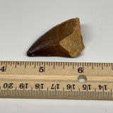 16.7g,1.6"X1"x0.7" Fossil Mosasaur Tooth reptiles, Cretaceous @Morocco,B12838