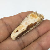 6.4g,1.6"X 0.6"x 0.5" Rare Natural Small Fossils Spinosaurus Tooth @Morocco,F242