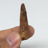 5.2g,1.5"X 0.6"x 0.4" Rare Natural Small Fossils Spinosaurus Tooth @Morocco,F244