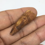 5.2g,1.5"X 0.6"x 0.4" Rare Natural Small Fossils Spinosaurus Tooth @Morocco,F244