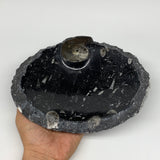 1180g, 8.75"x7.25" Black Fossils Orthoceras Ammonite Bowl Oval Ring Rough Sides,