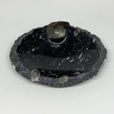 1180g, 8.75"x7.25" Black Fossils Orthoceras Ammonite Bowl Oval Ring Rough Sides,