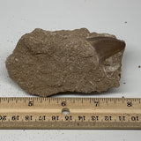164g,3.8"X2.2"x1.5" Original Genuine Fossil Mosasaur Tooth on Matrix, F1389