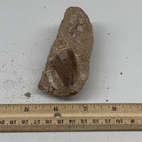 164g,3.8"X2.2"x1.5" Original Genuine Fossil Mosasaur Tooth on Matrix, F1389