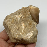 226.2g,3"X3"x1.8" Original Genuine Fossil Mosasaur Tooth on Matrix, F1395