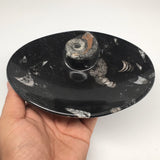 4pcs,6.25"x4.75"x5mm Oval Fossils Orthoceras Ammonite Bowls Dishes,Black, MF1383
