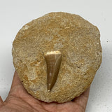 216.5g,3.7"X3.6"x1.1" Original Genuine Fossil Mosasaur Tooth on Matrix, F1397