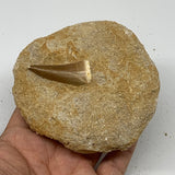 216.5g,3.7"X3.6"x1.1" Original Genuine Fossil Mosasaur Tooth on Matrix, F1397