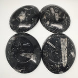 4pcs,6.25"x4.75"x5mm Oval Fossils Orthoceras Ammonite Bowls Dishes,Black, MF1384