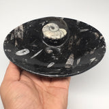 4pcs,6.25"x4.75"x5mm Oval Fossils Orthoceras Ammonite Bowls Dishes,Black, MF1390