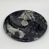 950g,8.25" Fossils Orthoceras Round Bowls Ammonite Ring Shape @Morocco,B8779