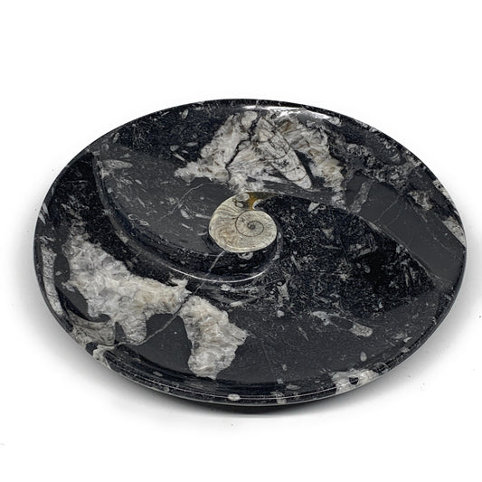 950g,8.25" Fossils Orthoceras Round Bowls Ammonite Ring Shape @Morocco,B8779