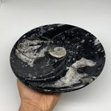 950g,8.25" Fossils Orthoceras Round Bowls Ammonite Ring Shape @Morocco,B8779