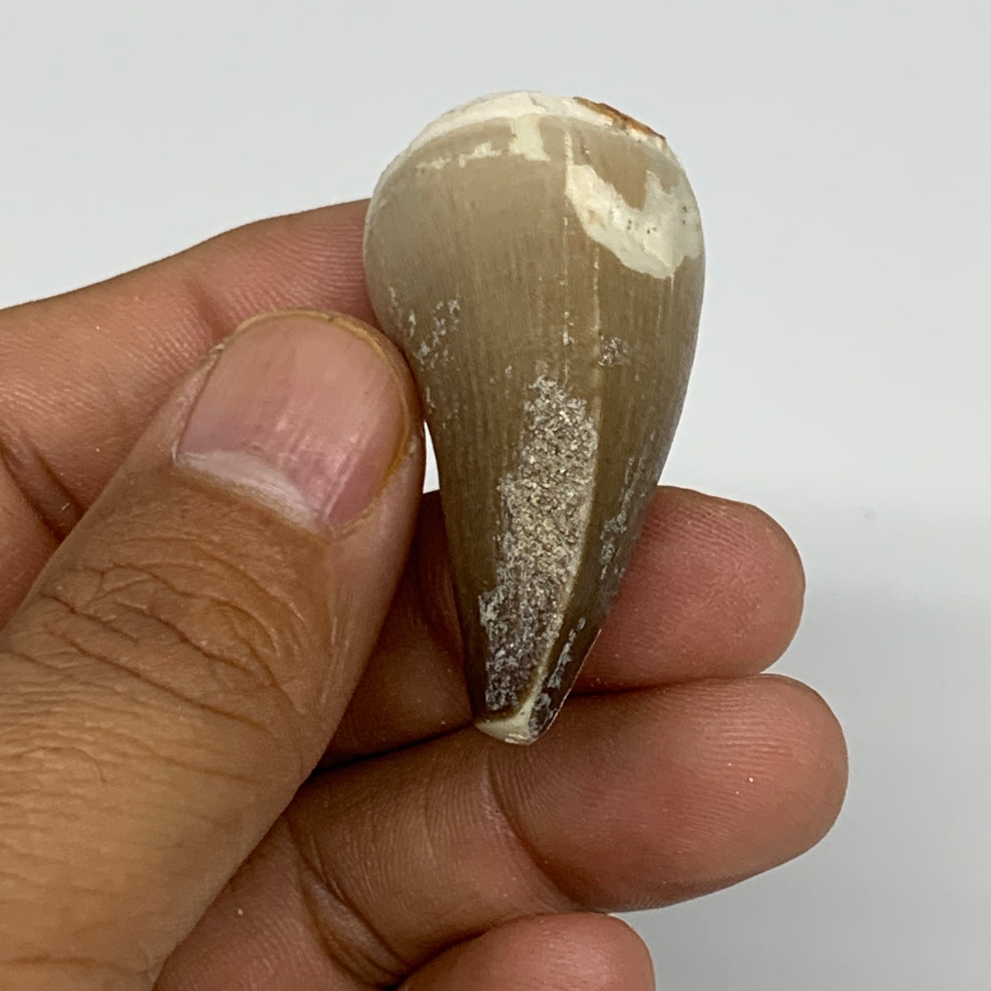 19.9g,1.5"X1"x0.8" Fossil Mosasaur Tooth reptiles, Cretaceous @Morocco,B12892