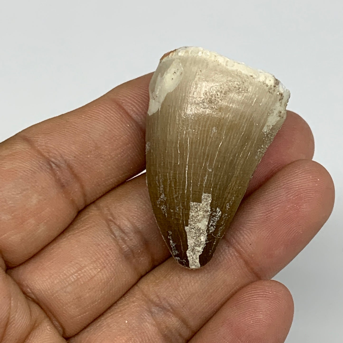 19.9g,1.5"X1"x0.8" Fossil Mosasaur Tooth reptiles, Cretaceous @Morocco,B12892