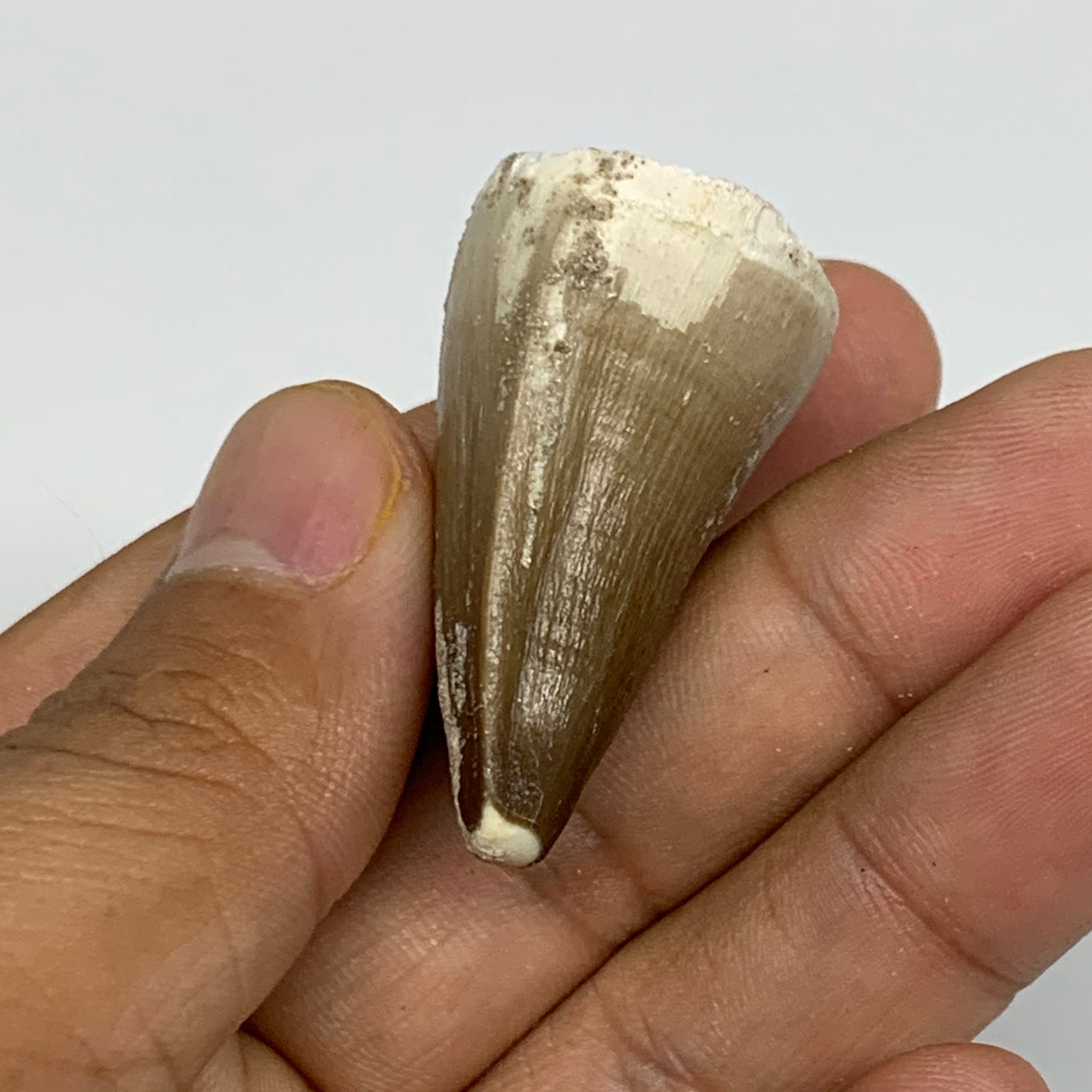 19.9g,1.5"X1"x0.8" Fossil Mosasaur Tooth reptiles, Cretaceous @Morocco,B12892