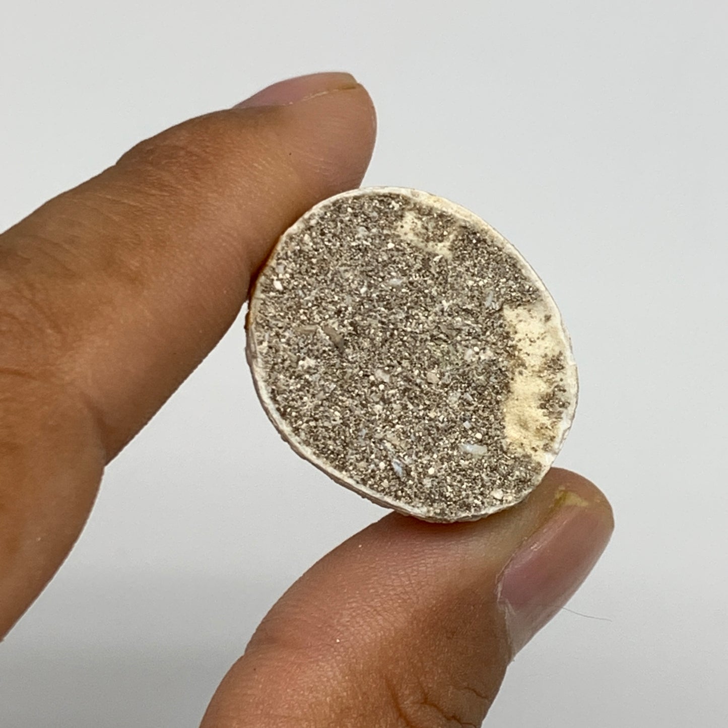 19.9g,1.5"X1"x0.8" Fossil Mosasaur Tooth reptiles, Cretaceous @Morocco,B12892