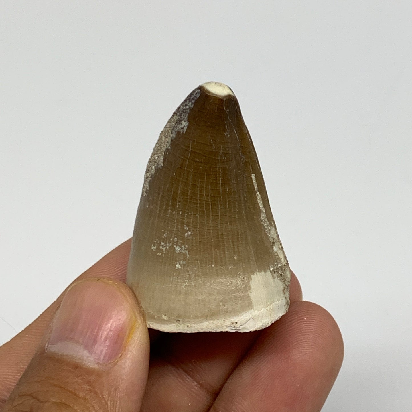 19.9g,1.5"X1"x0.8" Fossil Mosasaur Tooth reptiles, Cretaceous @Morocco,B12892